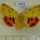 69938p Arctiidae Rhyparia purpurata gerda f Primorye $20