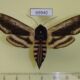 69940p Sphingidae Sphinx ligustri amurensis Amur reg. $8