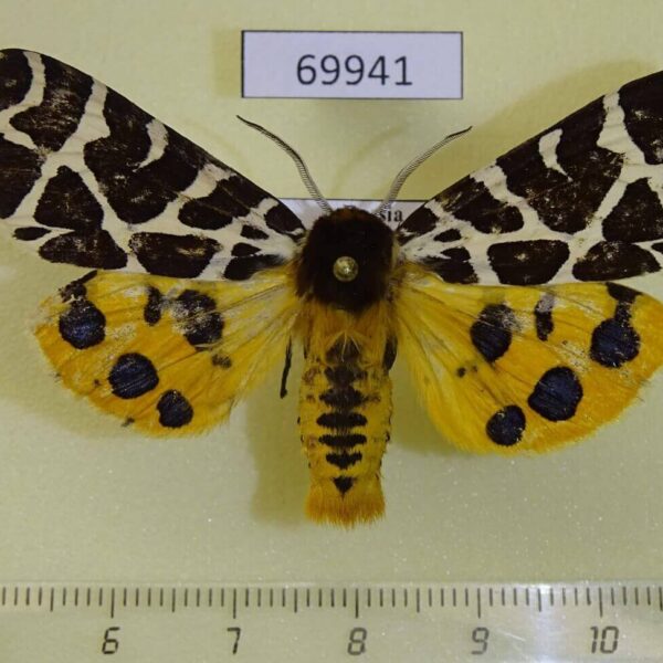 Arctiidae Arctia caja transbaikalensis (Yellow form) Amur reg.