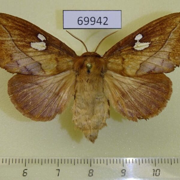 Lasiocampidae Euthrix albomaculata f Primorye