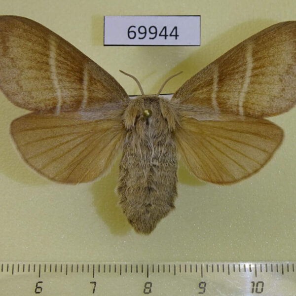 Lasiocampidae Macrothylacia rubi f Transbailal reg.