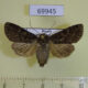 69945p Noctuidae Conisania arida f Transbaikal reg. $20