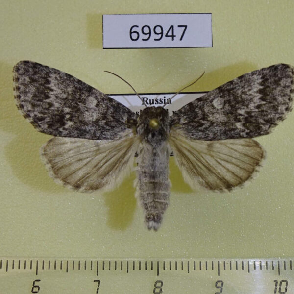 Noctuidae Acronicta concerpta Transbaikal reg.