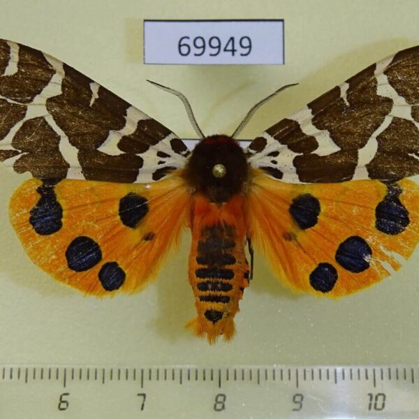 Arctiidae Arctia caja transbaikalensis Transbaikal reg.