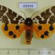 69949p Arctiidae Arctia caja transbaikalensis Transbaikal reg. $5