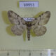 69953p Geometridae Heterarmia dissimilis Primorye $6