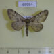 69954p Geometridae Heterarmia dissimilis Primorye $6