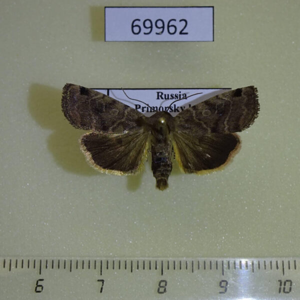 Noctuidae Cosmia unicolor Primorye