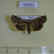 69962p Noctuidae Cosmia unicolor Primorye $5