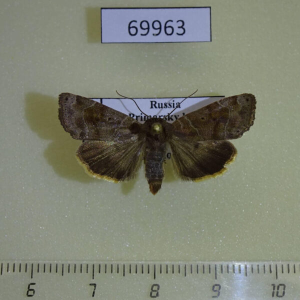 Noctuidae Cosmia unicolor Primorye