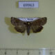 69963p Noctuidae Cosmia unicolor Primorye $5