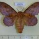 69976p Lasiocampidae Gastropacha quercifolium f Primorye $12