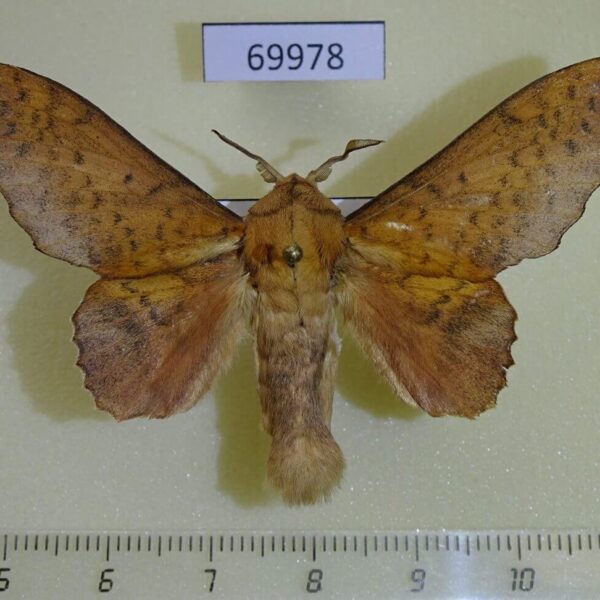 Lasiocampidae Gastropacha clathrata Primorye