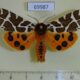 69987p Arctiidae Arctia caja transbaikalensis Amur reg. $7