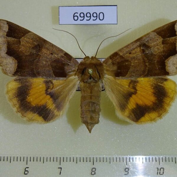 Noctuidae Chrysorithrum amata f Amur reg.