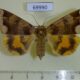 69990p Noctuidae Chrysorithrum amata f Amur reg. $8