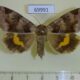 69991p Noctuidae Chrysorithrum amata Evreiskaya AO $7