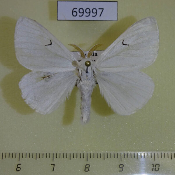 Lymantridae Arctornis l-nigrum ussuricum Primorye