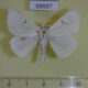 69997p Lymantridae Arctornis l-nigrum ussuricum Primorye $4