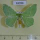 69998p Geometridae Geometra dieckmanni Primorye $5