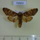 70002p Notodontiidae Hagapterix mirabilior Primorye $7