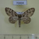 70004p Geometridae Heterarmia dissimilis Primorye $6
