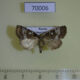 70006p Noctuidae Dysmillichia gemella Primorye $8