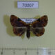70007p Noctuidae Diomea jankowskii Primorye $7