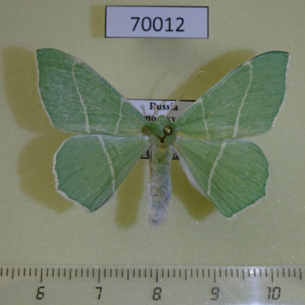 Geometridae Geometra dieckmanni Primorye