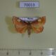 70013p Pyralidae Orybina regalis Primorye $4