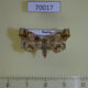 70017p Noctuidae Pangrapta lunulata Primorye $7