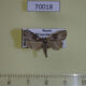 70018p Noctuidae Meganola fumosa Primorye $7
