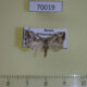70019p Noctuidae Elaphria venustula Primorye $7