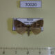 70020p Noctuidae Hydrillodes morosa Amur reg. $6