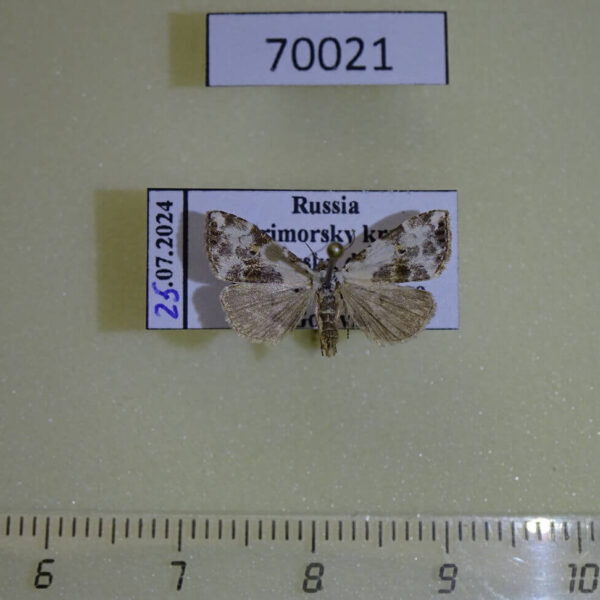 Noctuidae Chorsia noloides Primorye