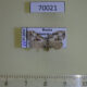 70021p Noctuidae Chorsia noloides Primorye $12