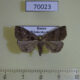 70023p Noctuidae Zanclognatha umbrosalis Primorye $9