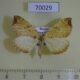 70029p Geometridae Eulithis achatinellaria Primorye $8