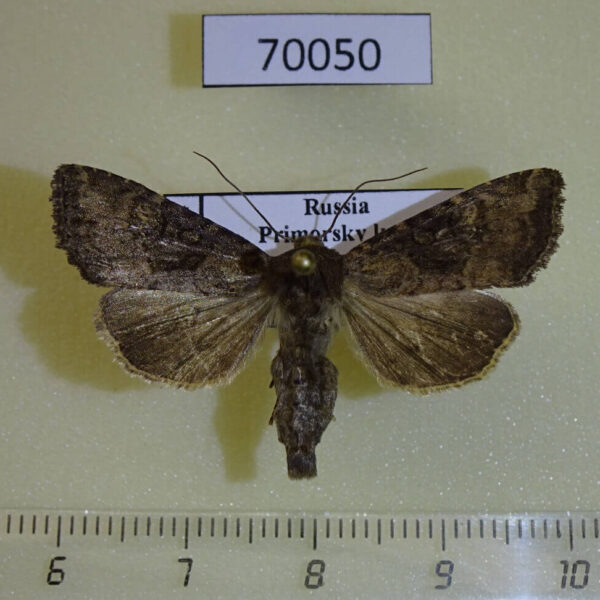 Noctuidae Apamea brunnescens Primorye