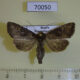 70050p Noctuidae Apamea brunnescens Primorye $15