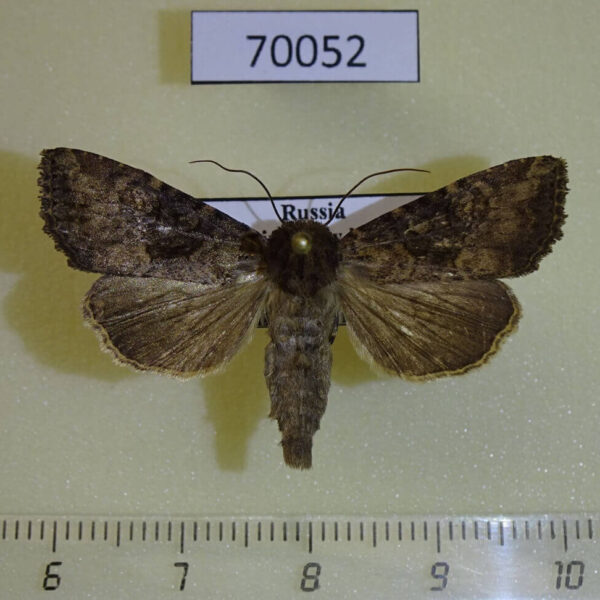 Noctuidae Apamea brunnescens Primorye