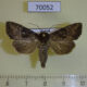 70052p Noctuidae Apamea brunnescens Primorye $18