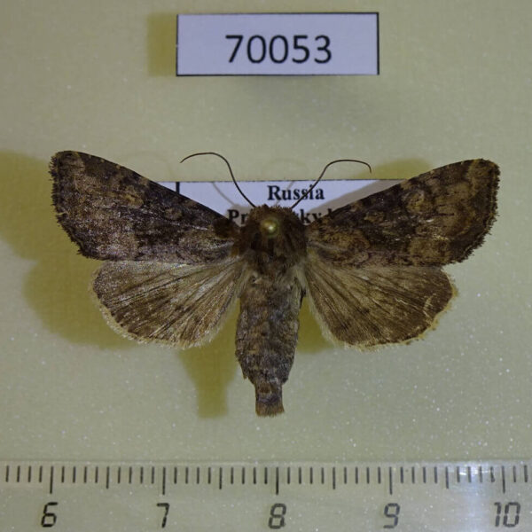 Noctuidae Apamea brunnescens Primorye