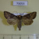 70053p Noctuidae Apamea brunnescens Primorye $18