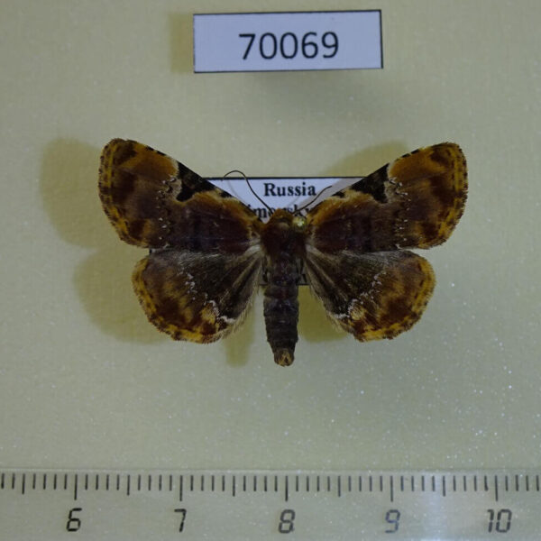 Noctuidae Diomea jankowskii Primorye