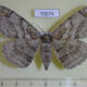 70074p Geometridae Amraica superans f Primorye $9