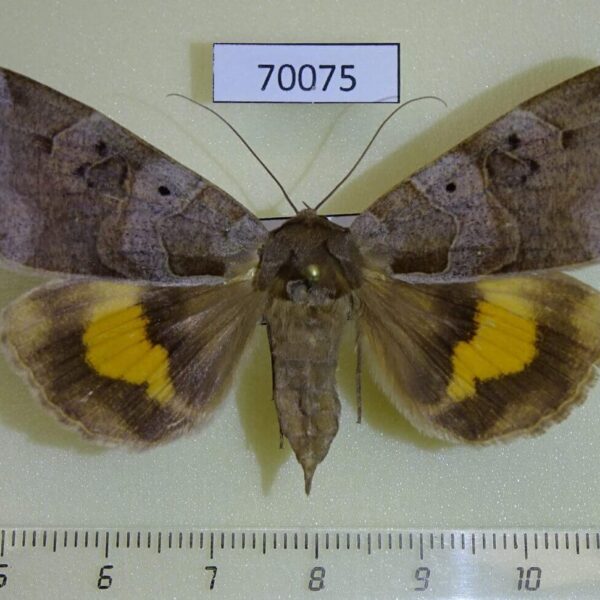 Noctuidae Chrysorithrum amata Primorye
