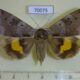 70075p Noctuidae Chrysorithrum amata Primorye $7