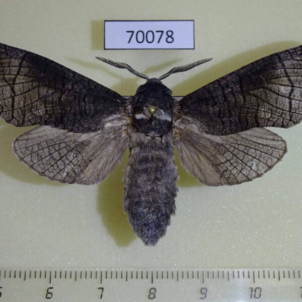 Cossidae Acossus terebra Amur reg.