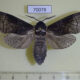 70078p Cossidae Acossus terebra Amur reg. $10